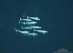 Las belugas forman redes sociales más allá de los lazos familiares, al igual que los humanos