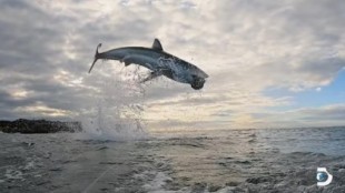 Captan el salto más alto jamás registrado de un tiburón blanco