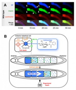 Fluorescencia del antranilato marca una onda necrótica propagada por el calcio que promueve la muerte en C. elegans -ENG