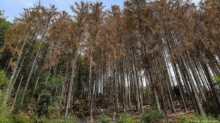 Los bosques de Alemania mueren lentamente