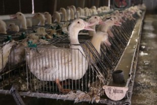 Las imágenes insalubres de una explotación ganadera de foie gras ponen al sector en el punto de mira