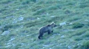 Sorpresa al ver un oso en el límite entre  Cataluña y Andorra