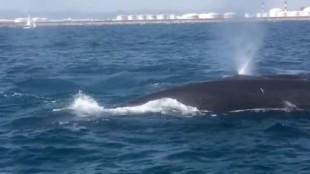 Una familia de ballenas obliga a detener el tráfico marítimo en el puerto de Barcelona