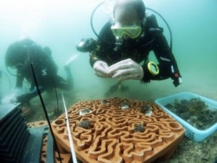 Baldosas impresas en 3D para fomentar el crecimiento de los arrecifes de coral