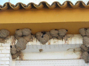El Ayuntamiento de Salteras quiere obligar a una vecina a ir contra la ley: derribar los nidos de avión de su fachada