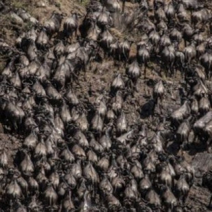 Más de 300 ñus mueren en un solo día mientras cruzaban el río Mara en Kenia