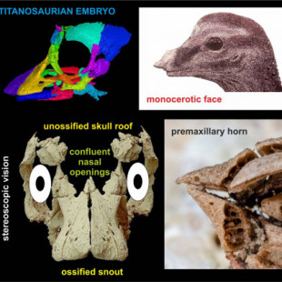 El primer cráneo casi intacto de un embrión de saurópodo en 3D revela rasgos faciales inesperados
