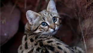 Gato patinegro: el felino más pequeño y letal de África que está en peligro de extinción