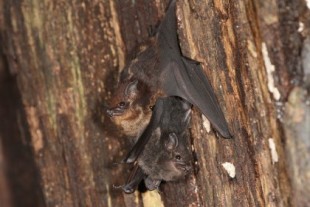 Las mamás murciélago usan lenguaje infantil para comunicarse con sus cachorros