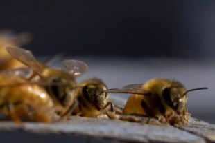 Científicos descubren que el veneno de abeja destruye las células del cáncer de mama más agresivo [EN]