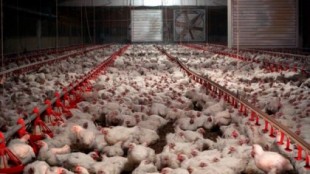 Así es el pollo que consumimos en España: cría intensiva y engorde de más de 2 kilos en solo 40 días