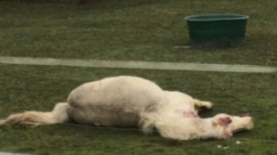 El misterioso patrón en los caballos mutilados que se investiga: arrancados los ojos y una oreja cortada... la derecha