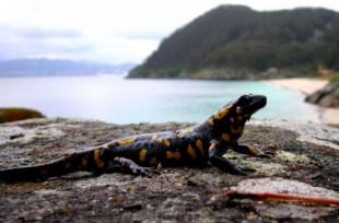 La fascinante evolución de las salamandras que quedaron aisladas en Cíes y Ons [GAL]
