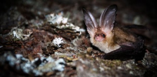Los claros del bosque, clave para la conservación de los murciélagos