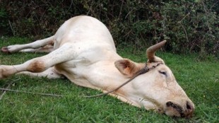 Denuncian una finca con vacas encadenadas y un buey muerto en Mugardos (Galicia)