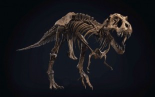 Christie's saca a subasta el esqueleto de T.Rex más completo conocido (en)
