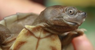 La tortuga de techo birmana ya no está en peligro de extinción
