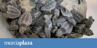 Nacen 43 tortugas bobas del nido localizado en julio en La Manga