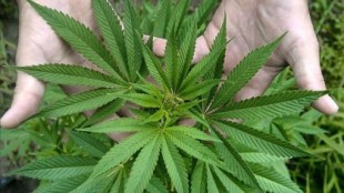 Podemos ultima una propuesta de ley para la regulación integral del cannabis