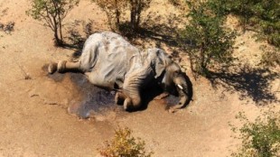 Descubren la causa de la muerte de 330 elefantes en Botsuana (y no fueron los furtivos)