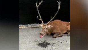 Animalistas y vecinos salvan a un ciervo exhausto de morir abatido por una docena de cazadores con perros en Francia