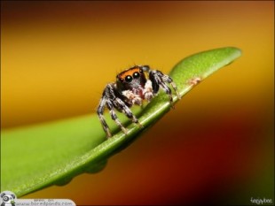 La araña más bonita del mundo (20 fotos)