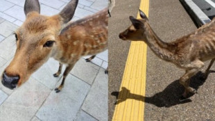 Algunos ciervos de Nara están desnutridos por la falta de turistas (tienen comida, pero quieren galletas)