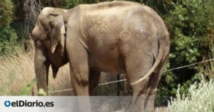 La infravivienda de Dumba: una elefanta que vive en un jardín privado demasiado pequeño y sin estanque