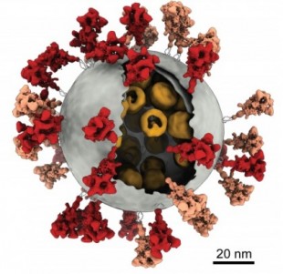 La arquitectura molecular del coronavirus SARS-CoV-2