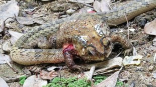 Observan serpientes que devoran los órganos de sapos vivos