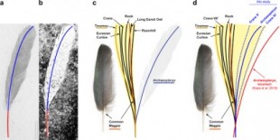 Evidencia corrobora la identidad de una pluma fósil aislada como una cubierta de ala de Archaeopteryx (ENG)