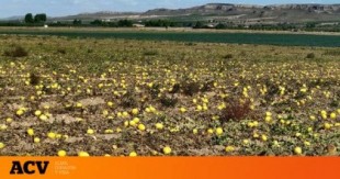 Cuatro millones de melones abandonados o cómo se despilfarra el agua en España