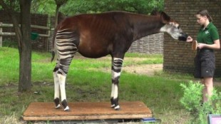 El singular nacimiento de un okapi en el zoo de Londres