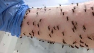 Un entomólogo se deja picar por miles de mosquitos en nombre de la ciencia