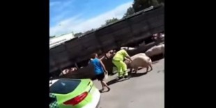 Argentina: volcó camión con cerdos y los vecinos los carnearon en medio de la calle