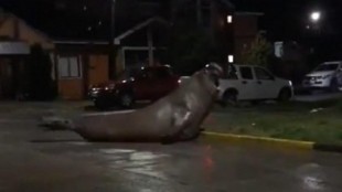 Un elefante marino desorientado aparece paseando por una ciudad en Chile