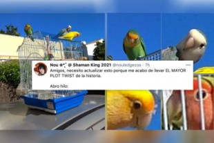 "La revolución de los agapornis": tres aves se dedican a abrir las jaulas de sus congéneres para liberarlos
