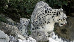 Filman por primera vez al leopardo de las nieves en las Montañas Qilian: una hembra jugando con su cachorro