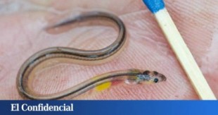 El secreto de las anguilas: el animal más misterioso e increíble del mundo