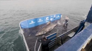 Video: así capturan a la "Reina del Océano", un enorme tiburón blanco que mide más de 5 metros