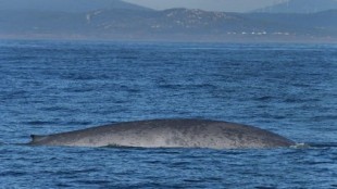 Dos ballenas azules regresan a Galicia por segundo año consecutivo a alimentarse