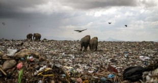Una imagen de una manada de elefantes comiendo en un basural es la ganadora del concurso de la Royal Society of Biology