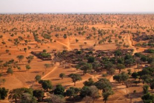 El Sáhara esconde millones de árboles solitarios