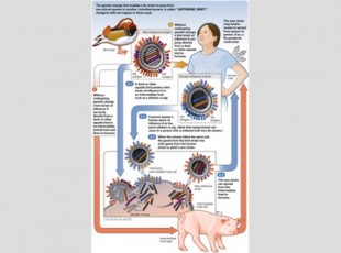 Los virus y su evolución