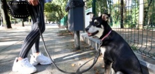 El Ayuntamiento de Oviedo rastreará los excrementos de las mascotas mediante pruebas de ADN