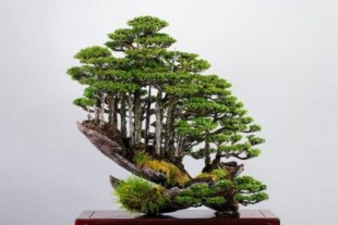 Los diminutos bosques de bonsáis de Masahiko Kimura (en)