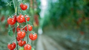 ¿Por qué el tomate holandés es más barato que el marroquí?