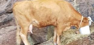 Una vaca lleva enriscada una semana en el acantilado de Ayla, en Laredo