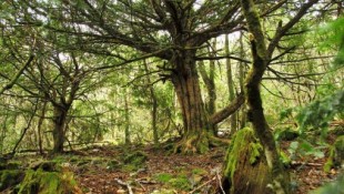 Ocho bosques gallegos en todo su esplendor