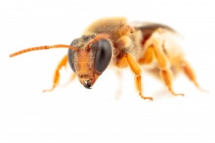 Las primeras abejas nocturnas australianas registradas en busca de alimento en la oscuridad (ENG)